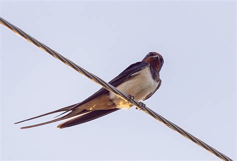 燕子飛|帶著福氣的鳥兒：燕子